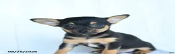 Chihuahua dogs for sale: Tibbit - Ad 5