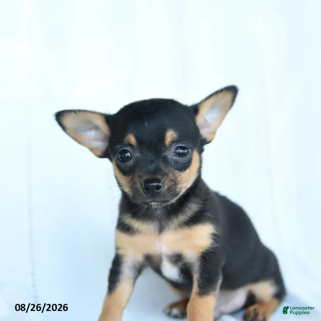 Chihuahua dogs for sale: Tibbit - Ad 5