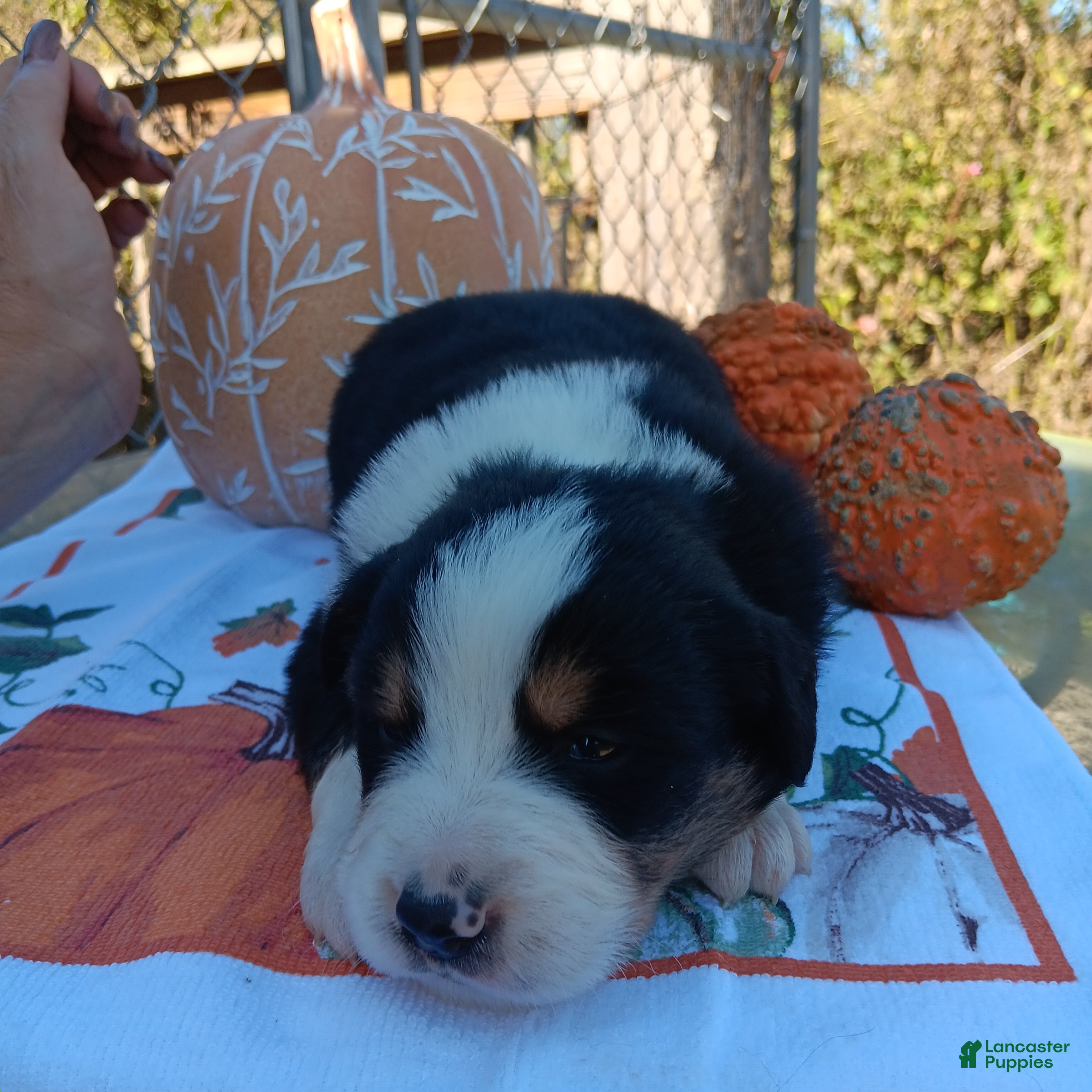 Australian Shepherd dogs sampson - Ad 20