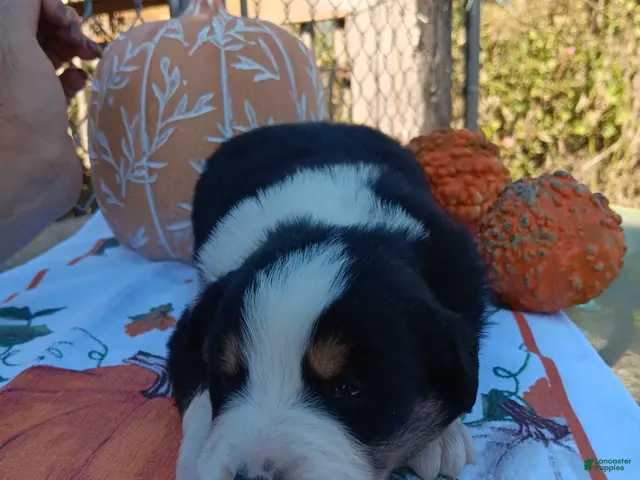 Australian Shepherd dogs for sale: sampson - Ad 39