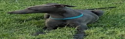 Italian Greyhound dogs for sale: Ace - Ad 7