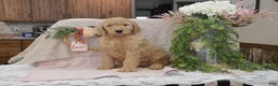 Goldendoodle dogs for sale: Rex - Ad 5