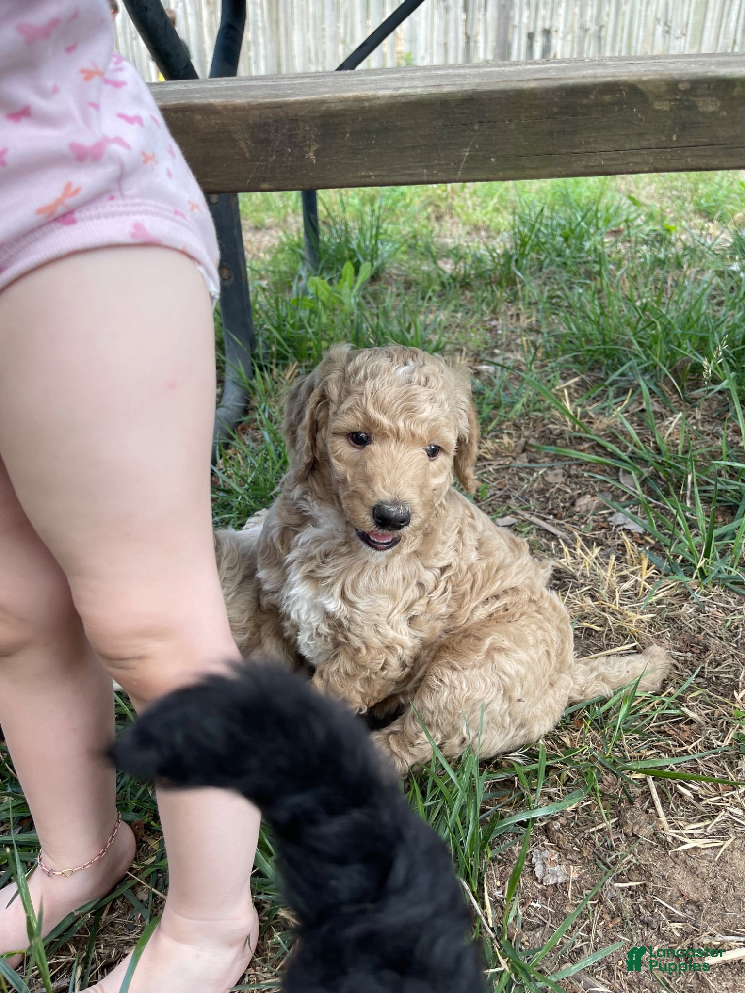 Standard Poodle dogs Standard Poodle 1 - Ad 28
