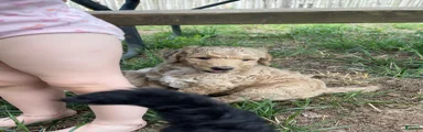 Standard Poodle 1