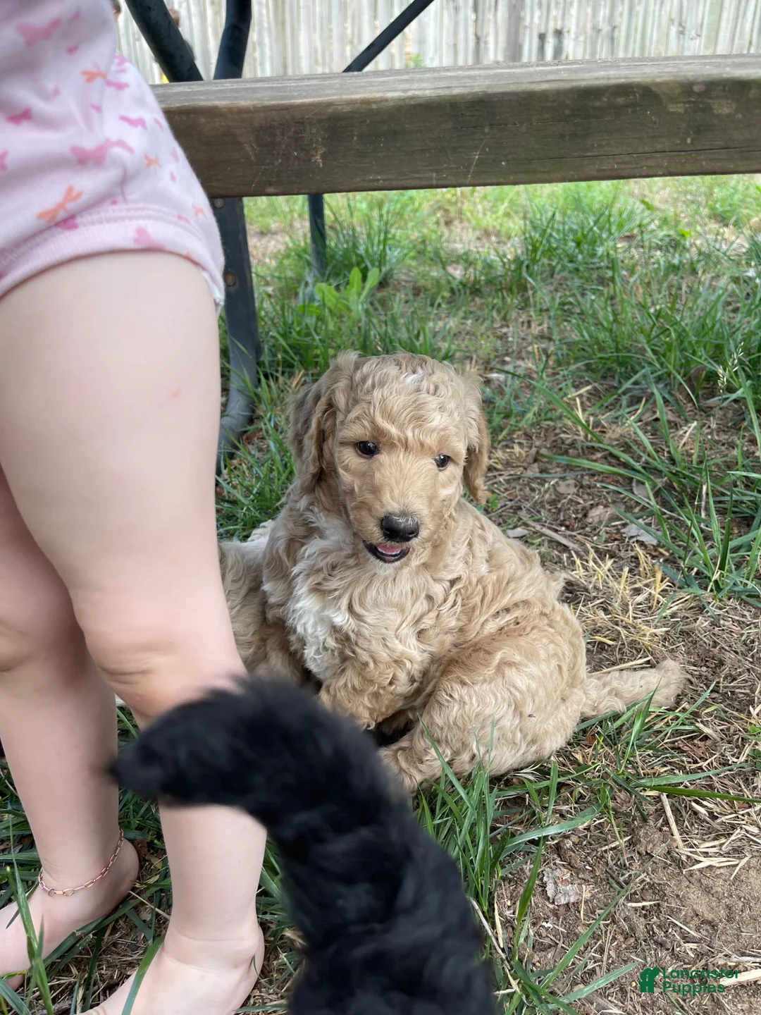 Standard Poodle dogs for sale: Standard Poodle 1 - Ad 1