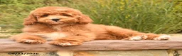 Cockapoo dogs for sale: Oran - Ad 3