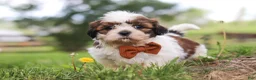 Shih Tzu dogs for sale: Oliver - Ad 5