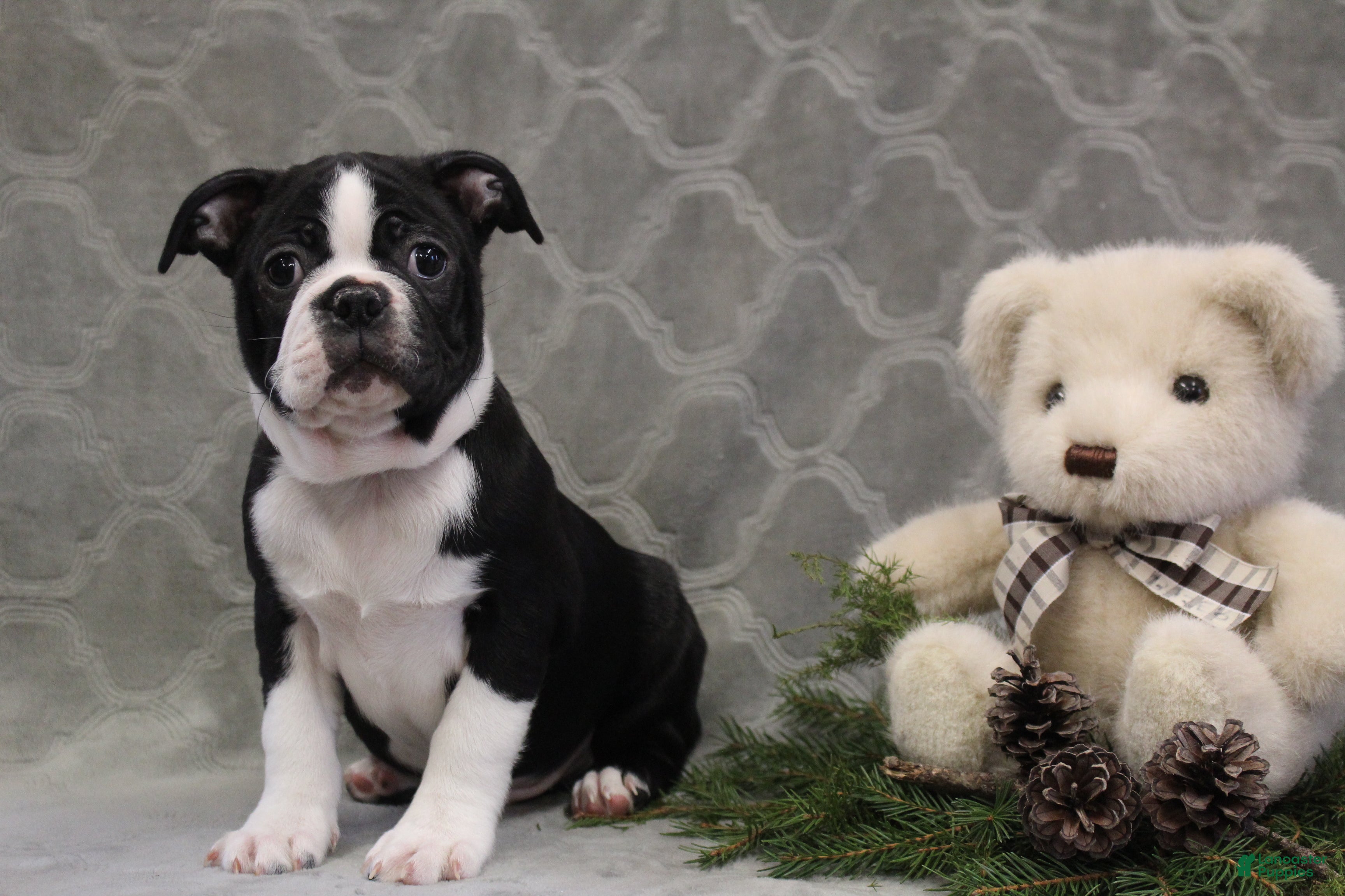 Boston Terrier dogs Morris - Ad 1