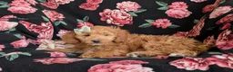 Mini Goldendoodle dogs for sale: Belinda Hypoallergenic - Ad 6