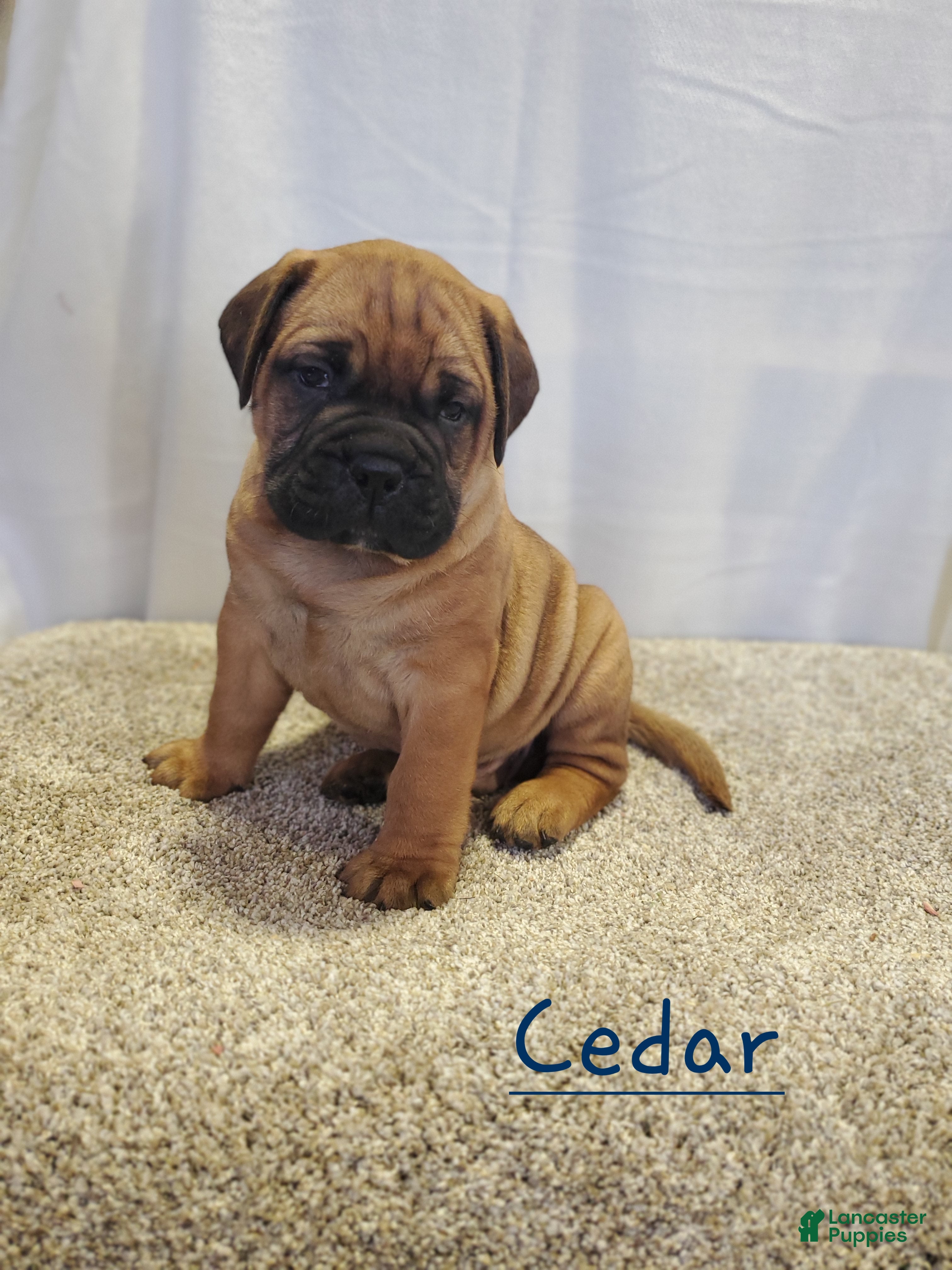 Bullmastiff dogs Cedar - Ad 6
