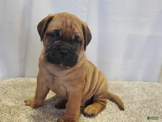 Bullmastiff dogs Cedar - Ad 6