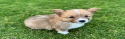 Welsh Corgi Pembroke dogs for sale: Toby - Ad 3