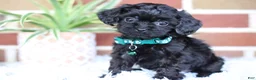 Cavapoo dogs for sale: Button - Ad 6