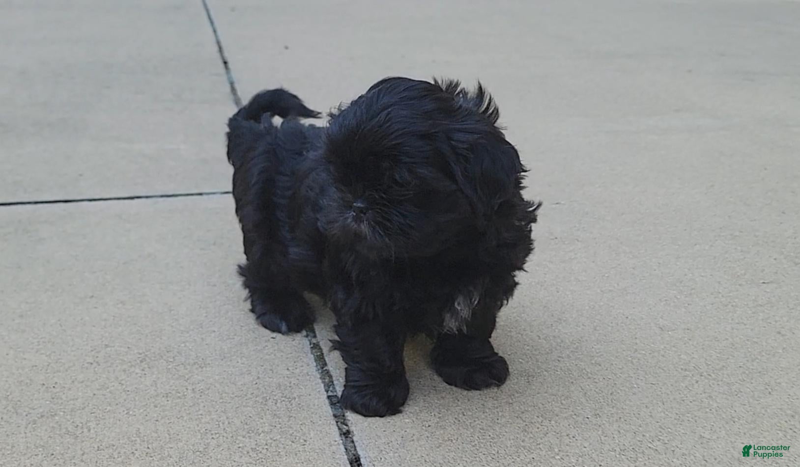 Shih Tzu dogs Sable - Ad 17
