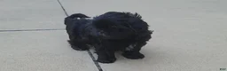 Shih Tzu dogs for sale: Sable - Ad 9