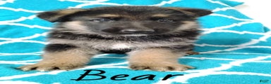 Bear