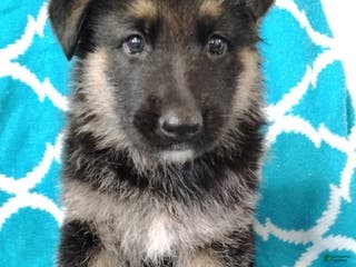 German Shepherd dogs Bear - Ad 41