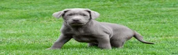 Labrador Retriever dogs for sale: Bobo - Ad 8