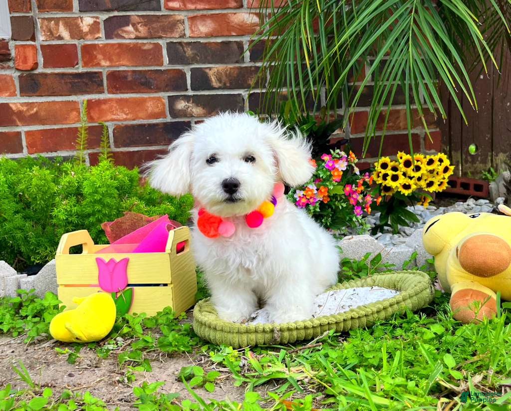 Maltipoo dogs Snow White - Ad 1