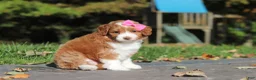 Cavapoo dogs for sale: Goldie - Ad 5