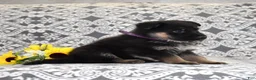 German Shepherd dogs for sale: Zara - Ad 5