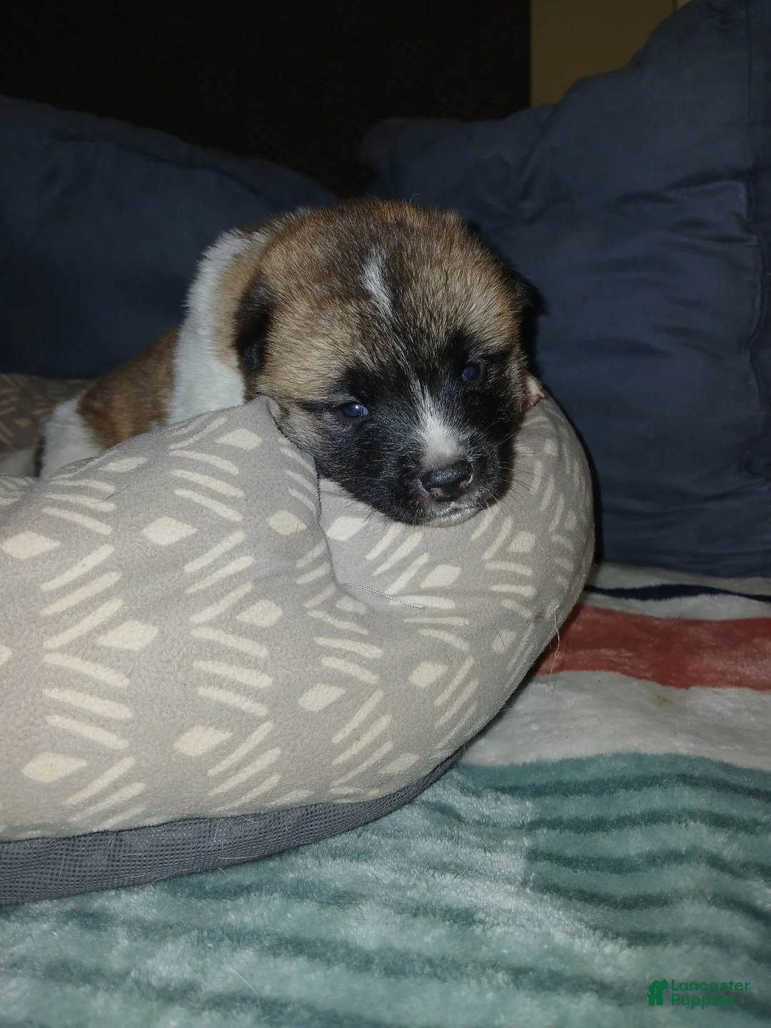 Akita dogs for sale: Briar - Ad 2