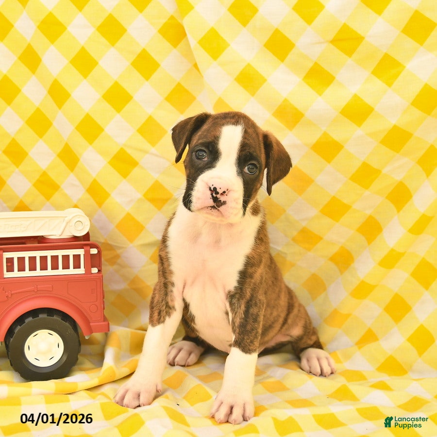 Boxer dogs Joey  - Ad 1