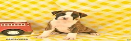 Boxer dogs for sale: Joey  - Ad 1