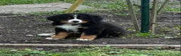 Bernese Mountain Dog dogs for sale: Bernese Mountain Dog Puppy 1 - Ad 3