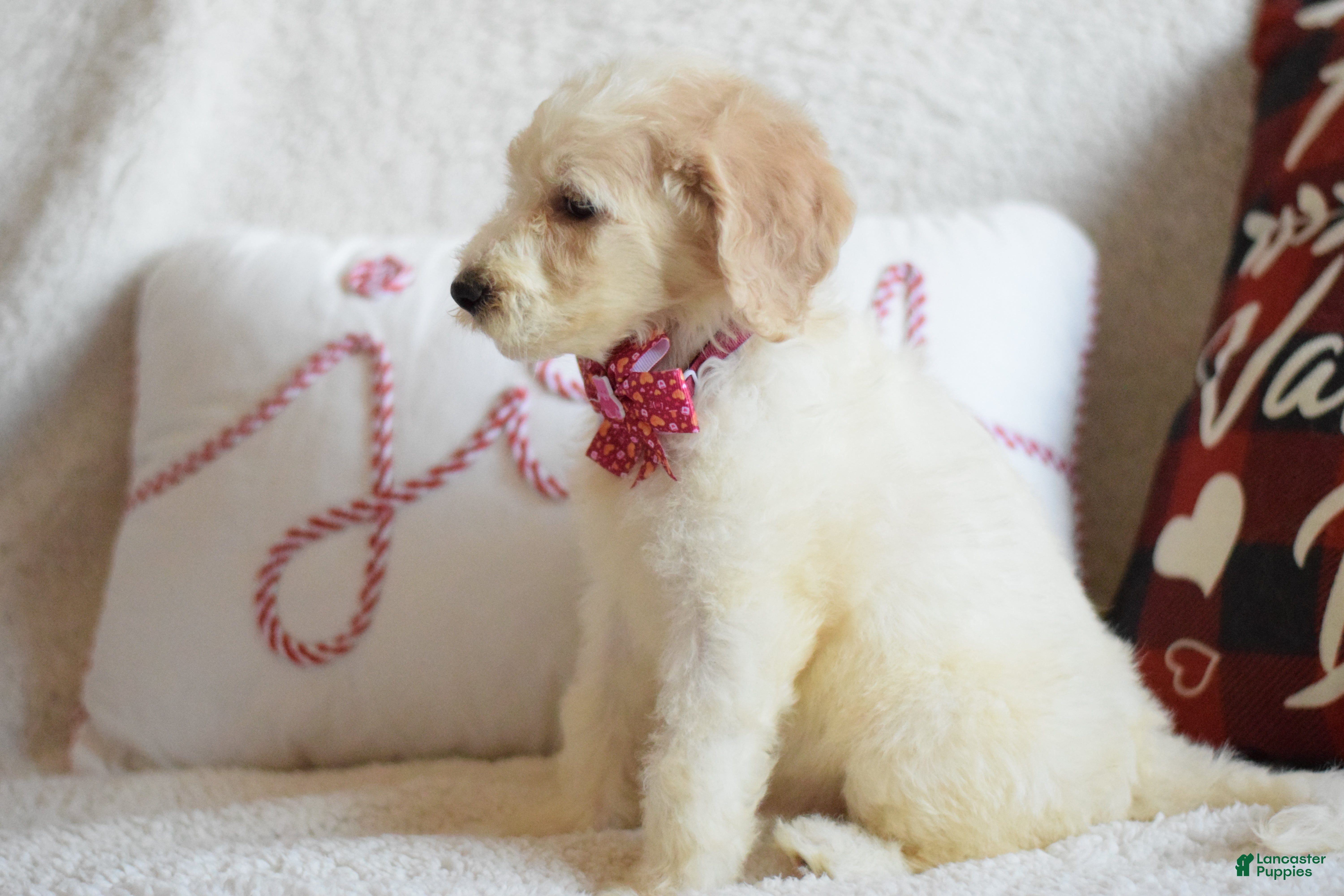 Goldendoodle dogs Goldendoodle Puppy 8 - Ad 2