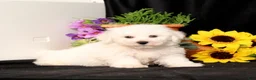 Bichon Frise dogs for sale: Sparky - Ad 3