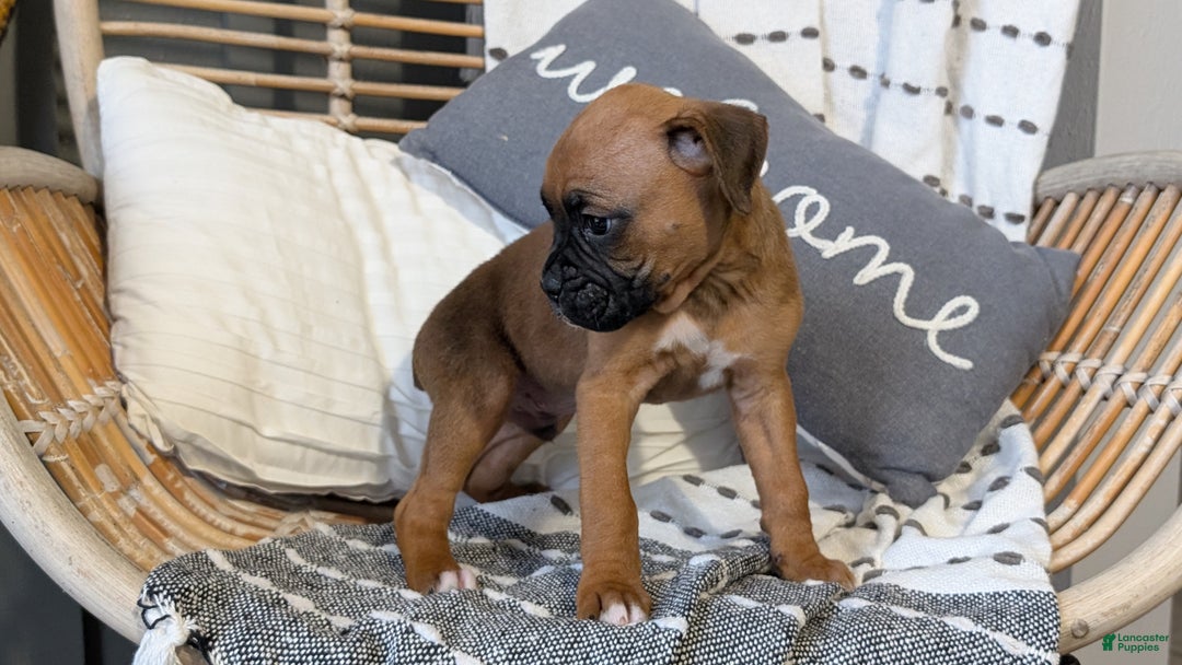 Boxer dogs for sale: Hunter - Ad 14