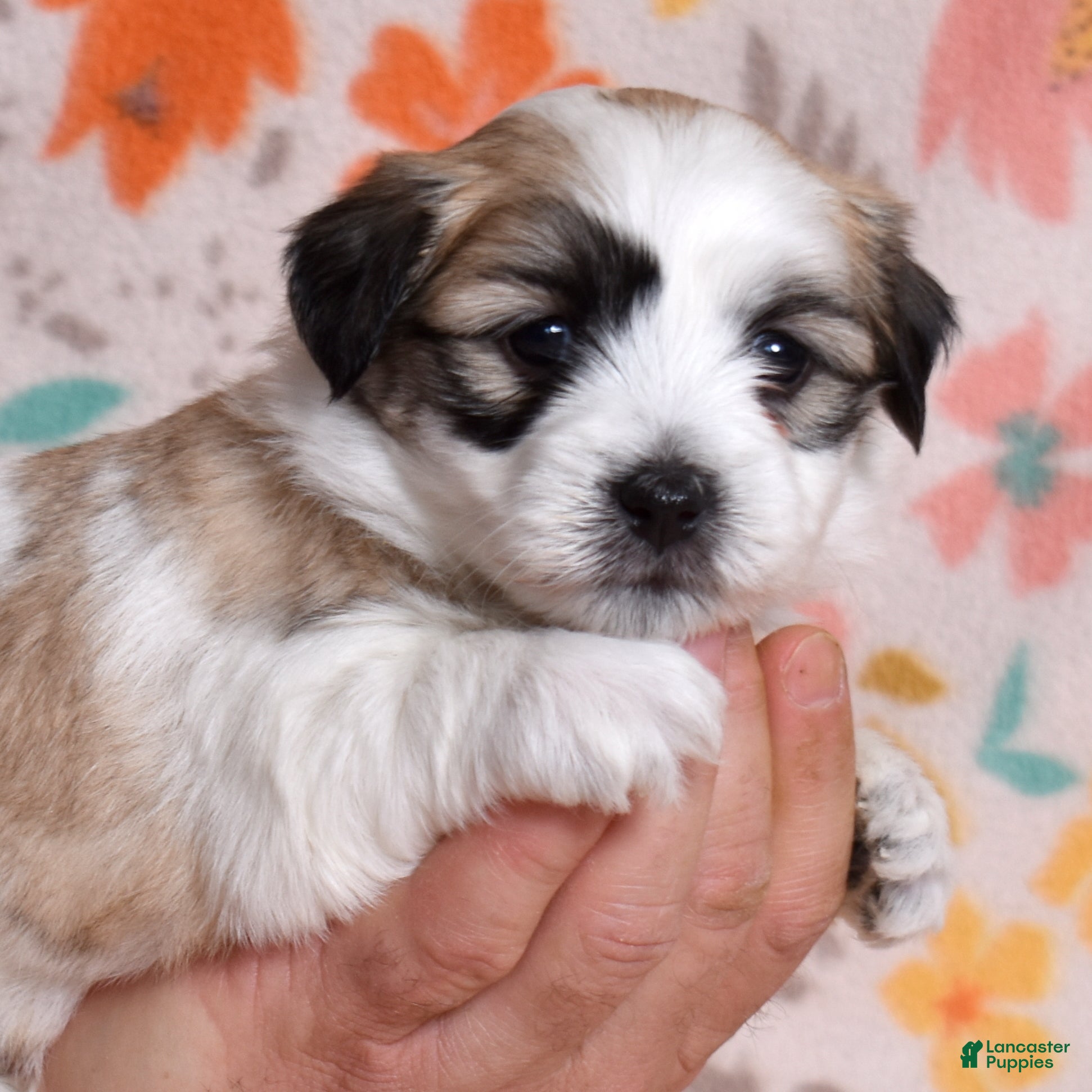 Coton De Tulear dogs Honey - Ad 1