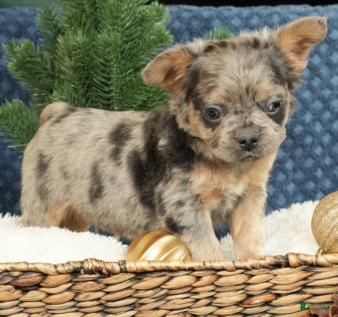 French Bulldog dogs for sale: Abel - Ad 2