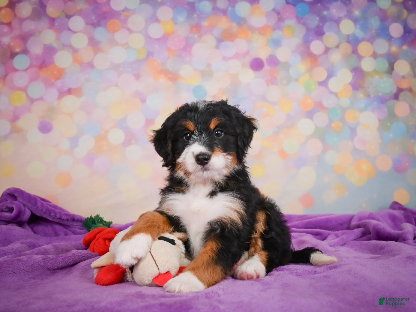 Mini Bernedoodle dogs for sale: Sparky - Ad 1