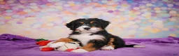 Mini Bernedoodle dogs for sale: Sparky - Ad 13