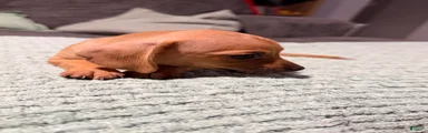 Chiweenie 5