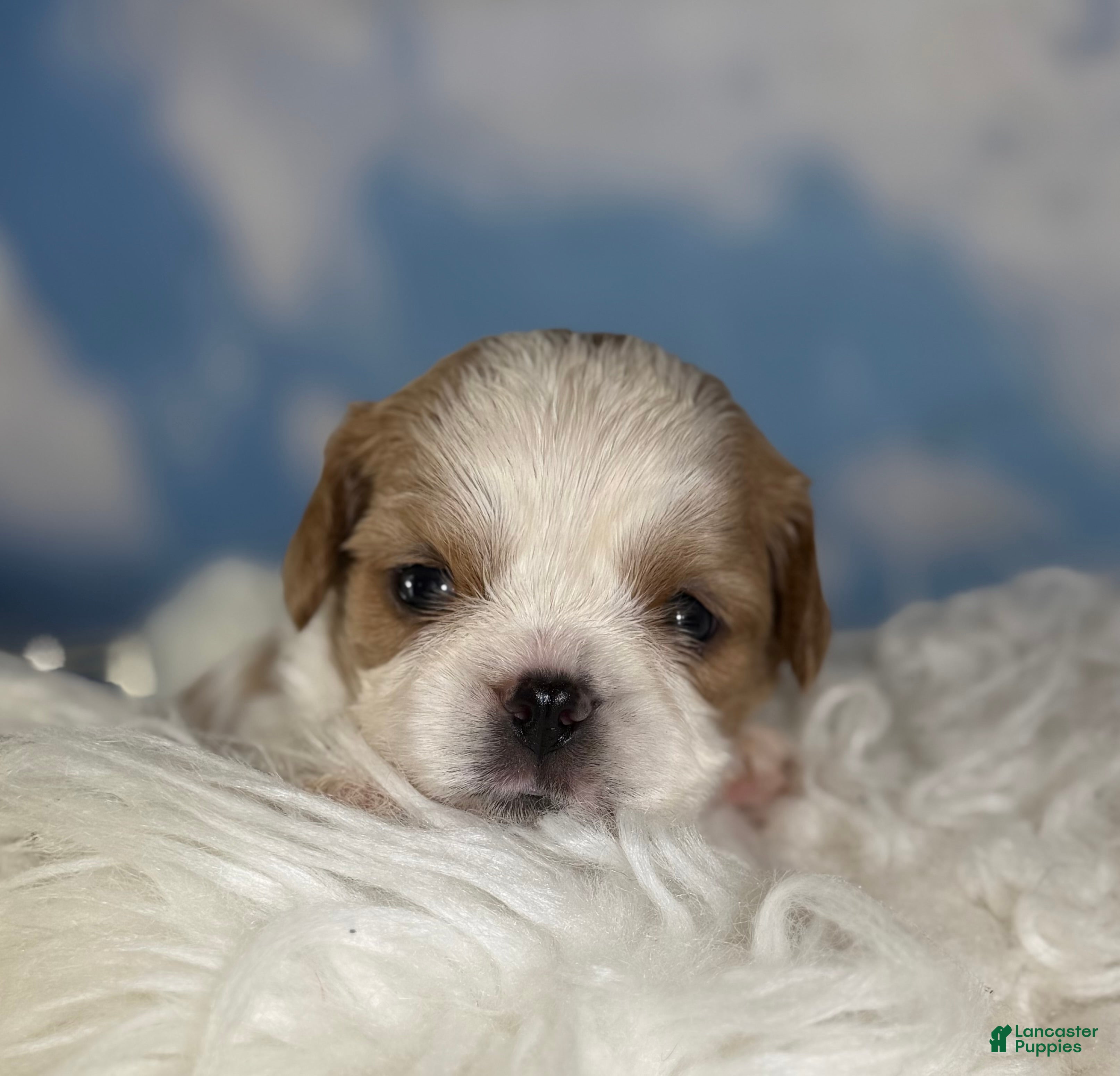 Cavapoo dogs Chipotle - Ad 1