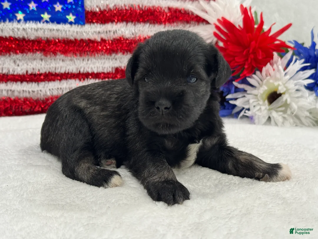 Miniature Schnauzer dogs for sale: Marsha Male 6 - Ad 2