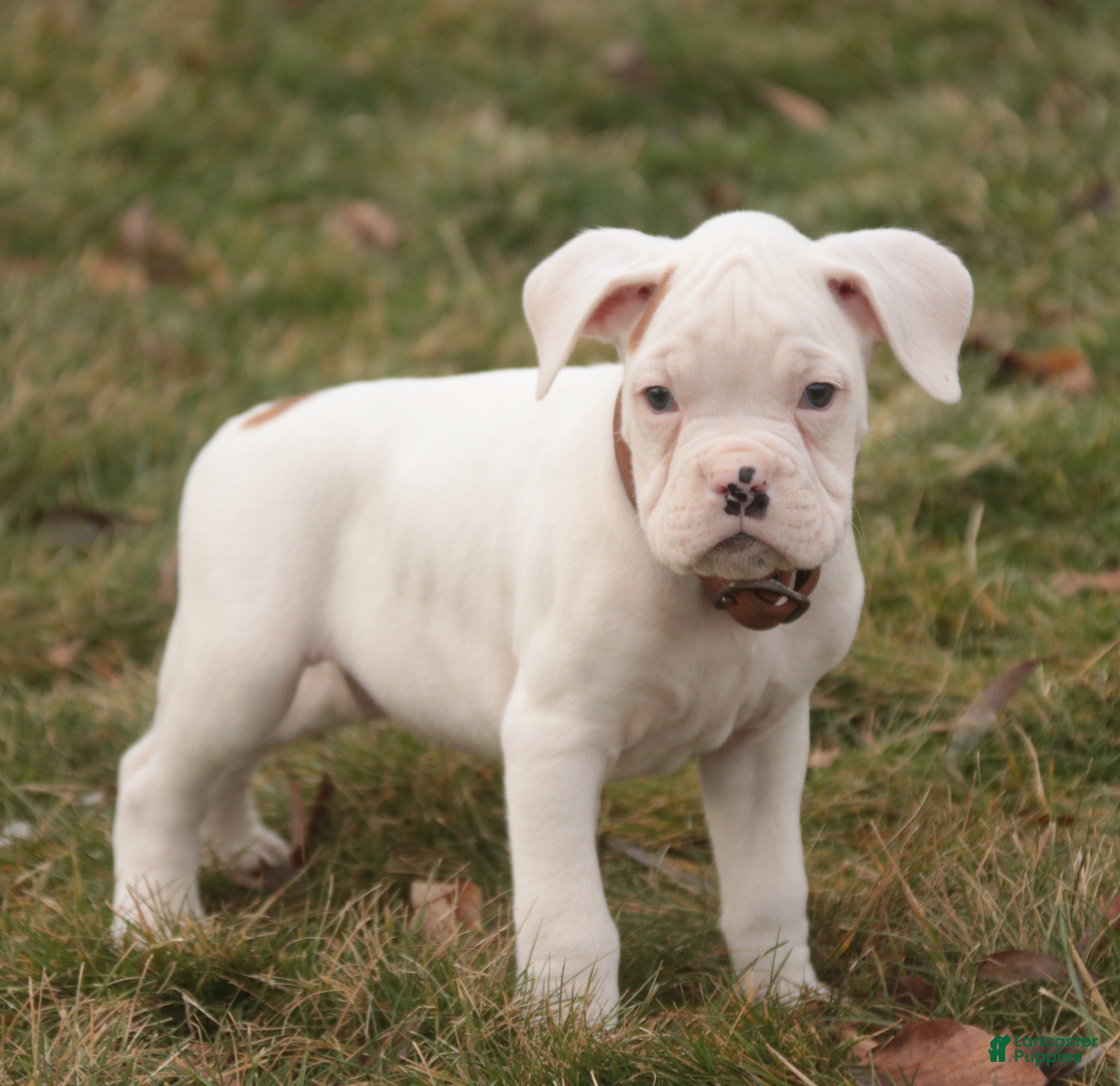 Boxer dogs Trey - Ad 1