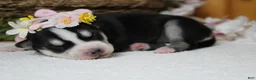 Siberian Husky dogs for sale: Sasha  - Ad 8