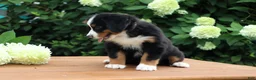Bernese Mountain Dog dogs for sale: Kiara - Ad 2
