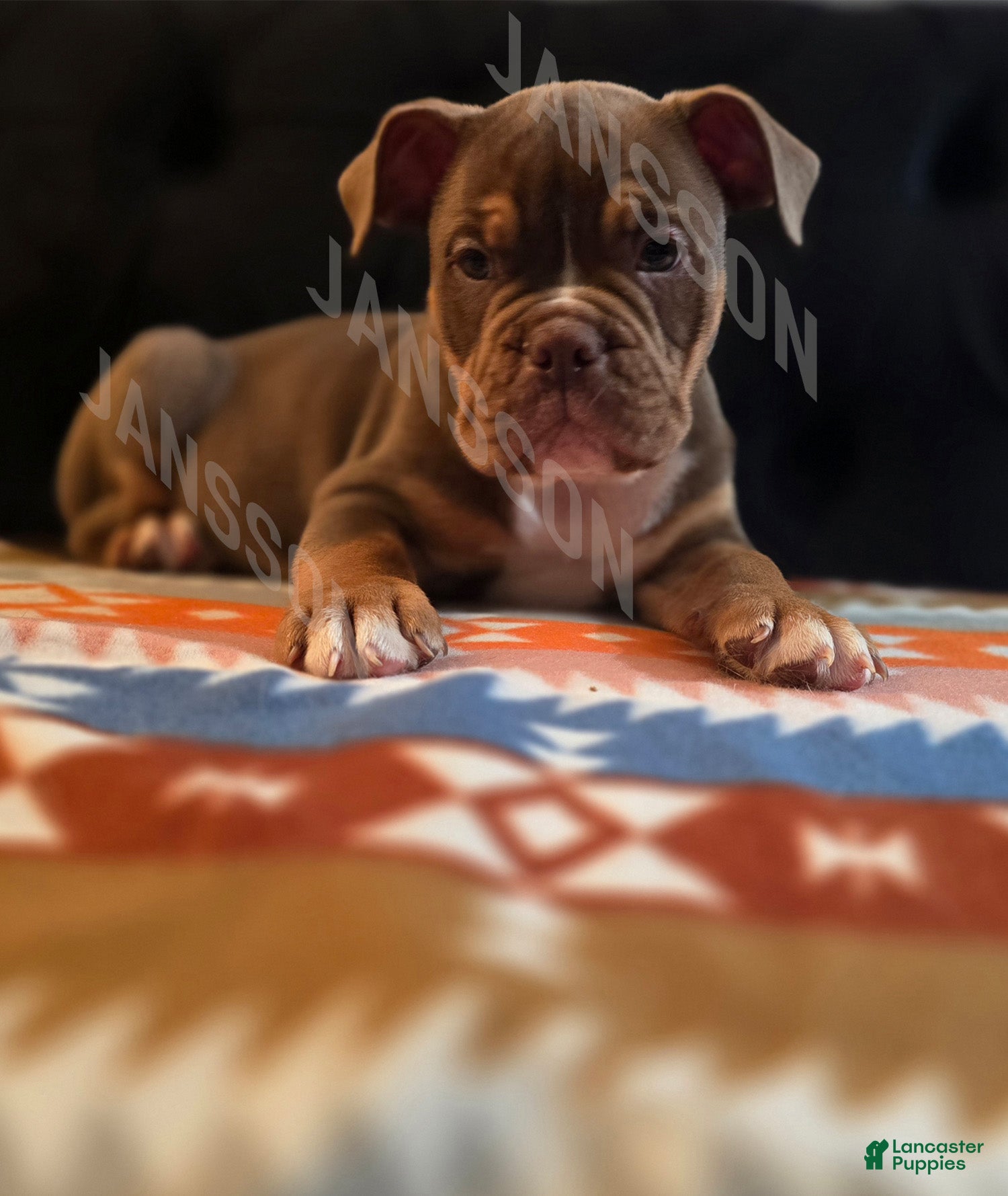 Olde English Bulldogge dogs Olde English Bulldogge Puppy Lile - Ad 20