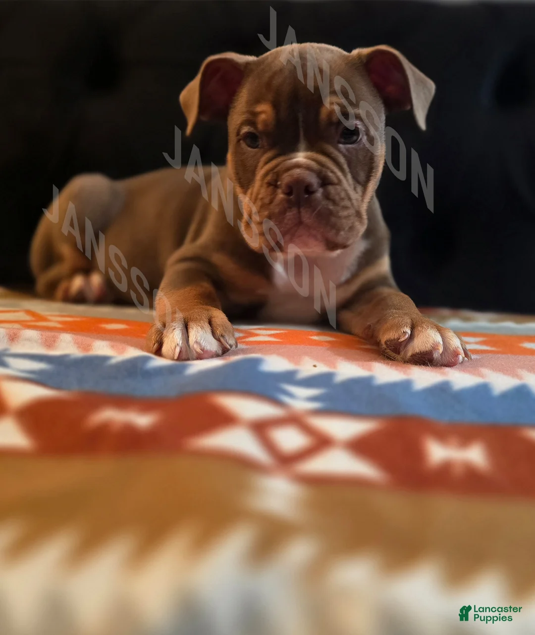 Olde English Bulldogge dogs for sale: Olde English Bulldogge Puppy Lile - Ad 1