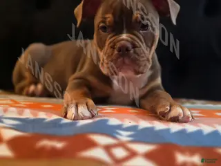 Olde English Bulldogge dogs Olde English Bulldogge Puppy Lile - Ad 20