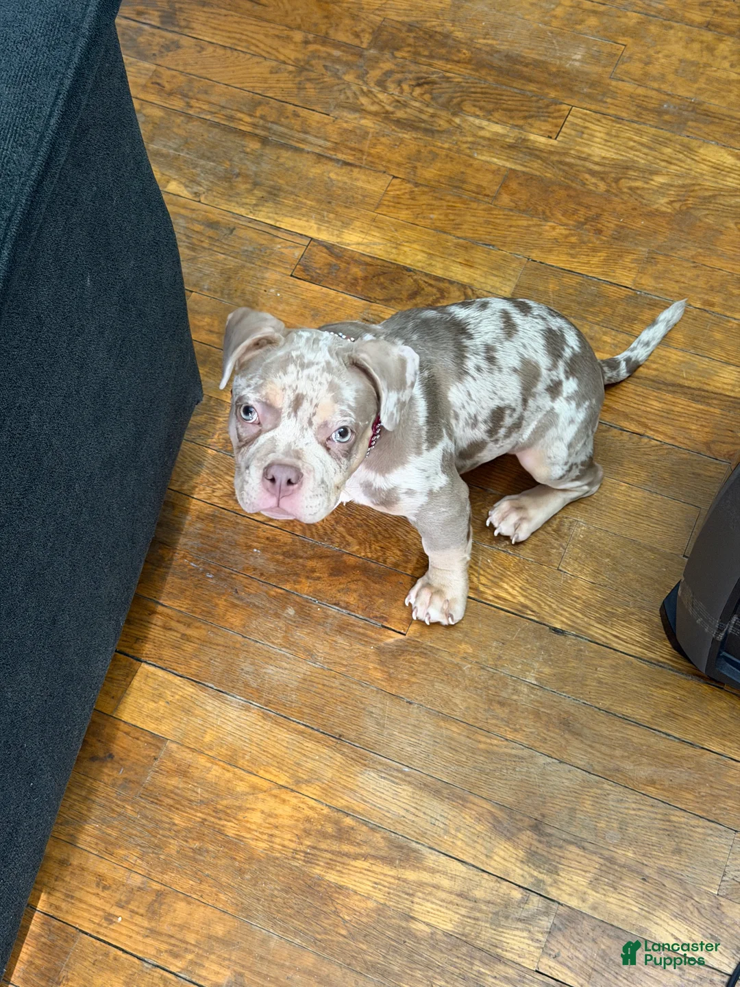 American Bully dogs for sale: American Bully Puppy 2 - Ad 4