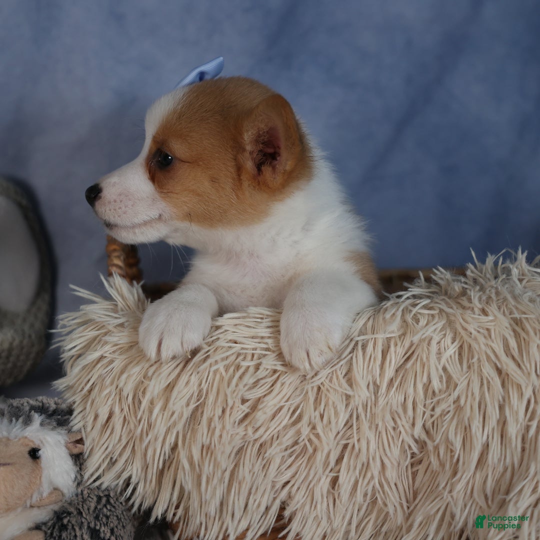 Welsh Corgi Pembroke dogs for sale: Diana - Ad 10