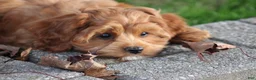 Cavapoo dogs for sale: Bently - Ad 4