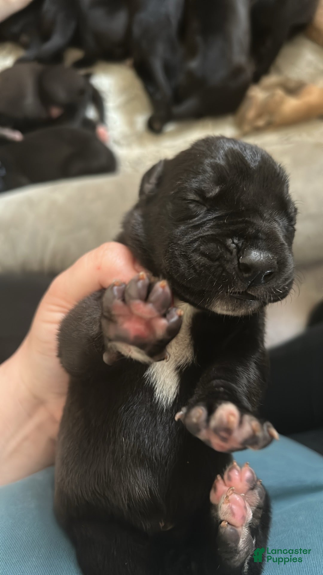 Great Dane dogs Great Dane Puppy 9 - Ad 25