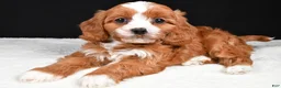 Cavapoo dogs for sale: Kairi - Ad 6